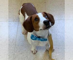 Basschshund Dogs for adoption in Batavia, OH, USA