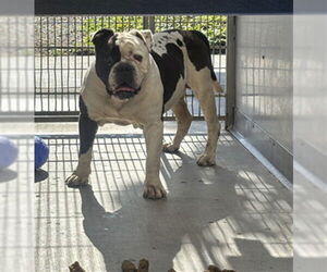 American Bulldog Dogs for adoption in Camarillo, CA, USA