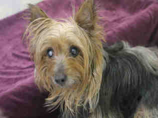 Silky Terrier Dogs for adoption in Brewster, MA, USA