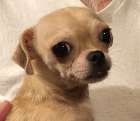 Chihuahua Dogs for adoption in Waldron, AR, USA