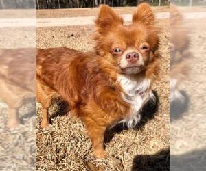 Chiranian Dogs for adoption in Ridgefield, CT, USA
