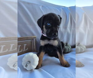 Huskies -Labrador Retriever Mix Dogs for adoption in MIDWAY, UT, USA