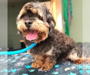 Shih-Poo Dogs for adoption in Long Beach, CA, USA