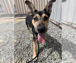 German Shepherd Dog-Unknown Mix Dogs for adoption in Woodland, CA, USA