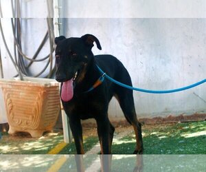 Doberman Pinscher-Unknown Mix Dogs for adoption in Apple Valley, CA, USA