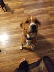 Bull-Pei Dogs for adoption in Thonotosassa, FL, USA