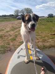 Small Saint Bernard Mix