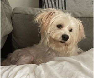 Maltese Dogs for adoption in Pottstown, PA, USA