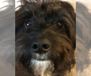Havanese Dogs for adoption in Bellevue, WA, USA