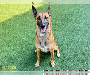 Mutt Dogs for adoption in West Palm Beach, FL, USA