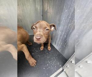 American Staffordshire Terrier-Unknown Mix Dogs for adoption in San Antonio, TX, USA