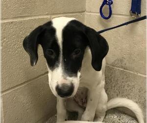 Mutt Dogs for adoption in Conroe, TX, USA