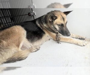 German Shepherd Dog Dogs for adoption in Houston, TX, USA