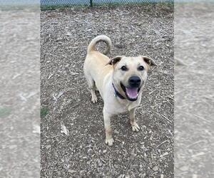 Shepradors Dogs for adoption in Waterford, VA, USA
