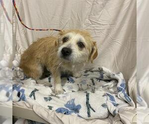 Mutt Dogs for adoption in Modesto, CA, USA