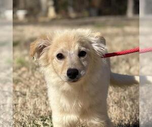 Labrador Retriever-Unknown Mix Dogs for adoption in Yardley, PA, USA