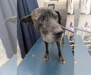 Plott Hound-Unknown Mix Dogs for adoption in Mobile, AL, USA
