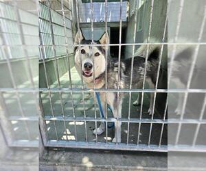 Huskies -Pomeranian Mix Dogs for adoption in Pasadena, CA, USA