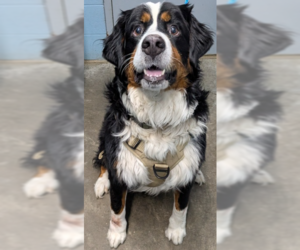 Bernese Mountain Dog Dogs for adoption in Evansville, IN, USA