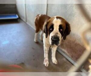 Saint Bernard Dogs for adoption in Stephens City, VA, USA