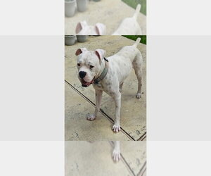 Boxer Dogs for adoption in Austin, TX, USA