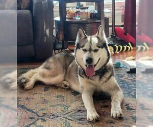 Siberian Husky Dogs for adoption in Westminster, MD, USA