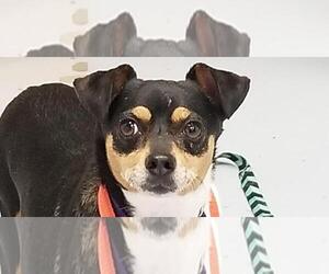 Rat Terrier Dogs for adoption in Sayreville, NJ, NJ, USA