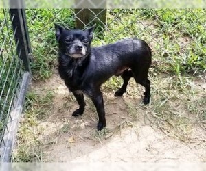 Chihuahua Dogs for adoption in Rossville, TN, USA
