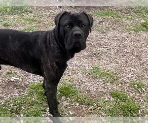 Mutt Dogs for adoption in Santa Cruz, CA, USA