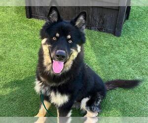 German Shepherd Dog Dogs for adoption in Orange, CA, USA