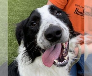 Border Collie Dogs for adoption in Nashville, IN, USA