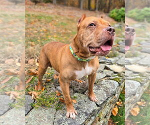 Medium Photo #1 American Pit Bull Terrier Puppy For Sale in Westminster, MA, USA