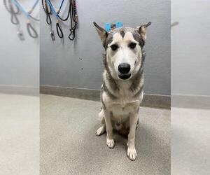 Siberian Husky-Unknown Mix Dogs for adoption in Las Vegas, NV, USA