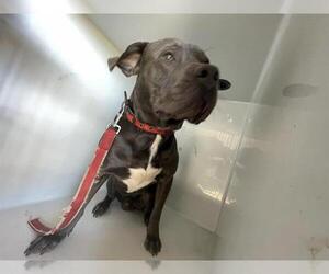 American Pit Bull Terrier Dogs for adoption in Houston, TX, USA