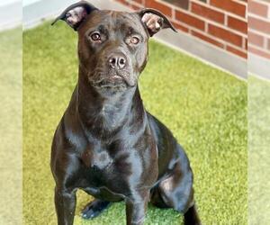 American Pit Bull Terrier Dogs for adoption in Edmond, OK, USA