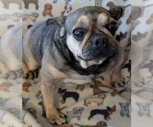 French Bulldog Dogs for adoption in Bon Carbo, CO, USA