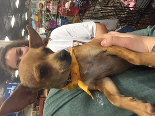 Medium Photo #1 Chihuahua-Unknown Mix Puppy For Sale in San Antonio, TX, USA