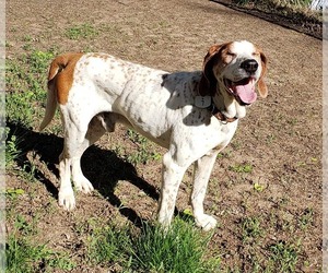 English Coonhound Dogs for adoption in Belleuve, NE, USA