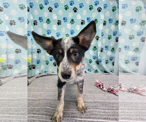 Australian Cattle Dog-Unknown Mix Dogs for adoption in Chico, CA, USA