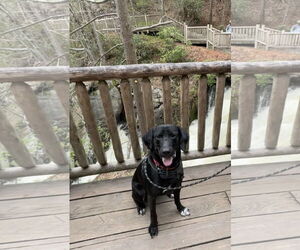 Labrador Retriever Dogs for adoption in Warrington, PA, USA