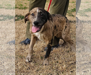 Australian Shepherd-Unknown Mix Dogs for adoption in Wakefield, RI, USA