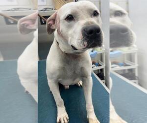 Staffordshire Bull Terrier Dogs for adoption in Mobile, AL, USA