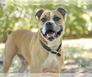 Boxer Dogs for adoption in Tavares, FL, USA