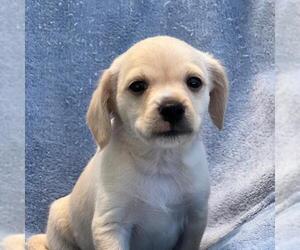 Chihuahua-Spaniel Mix Dogs for adoption in San Diego, CA, USA