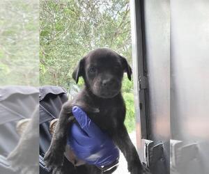 Labrador Retriever-Unknown Mix Dogs for adoption in San Antonio, TX, USA
