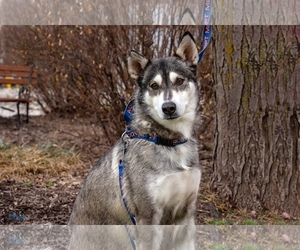 Medium Photo #1 Siberian Husky Puppy For Sale in Omaha, NE, USA