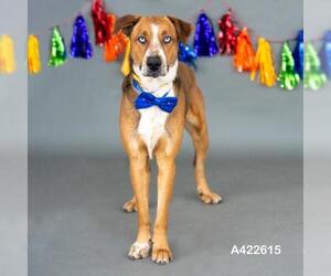 Catahoula Leopard Dog-Unknown Mix Dogs for adoption in Conroe, TX, USA