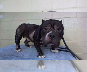 American Bulldog Dogs for adoption in Downey, CA, USA