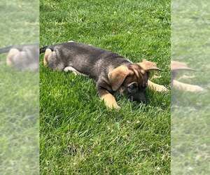 German Shepherd Dog-Retriever Mix Dogs for adoption in Mechanicsburg, PA, USA