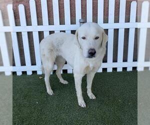 Great Pyrenees Dogs for adoption in Modesto, CA, USA
